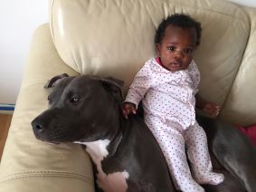 pitbull-and-baby